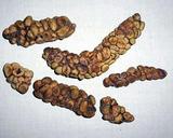 &nbsp;

Fot.
2. Odchody cywety z nasionami kawowca, źródło:&nbsp;
http://freeisoft.pl/2012/03/kopi-luwak-produkcja-najdrozszej-kawy-na-swiecie//
dostęp 25.11.2013 r.

